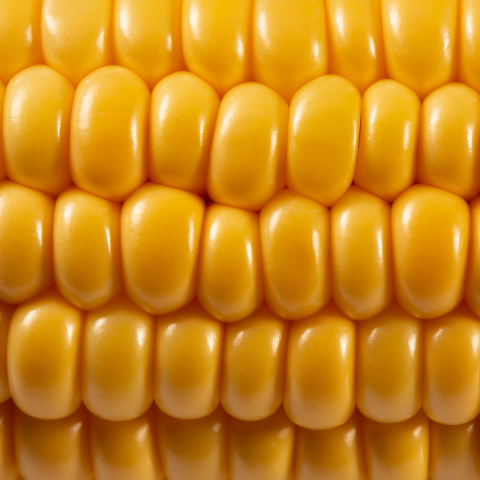 Fókuszban a kukorica: tíz helyszínen tesztelték a különböző fajtákat 